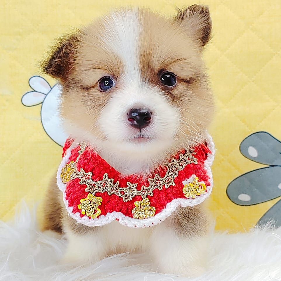 Corgi 柯基