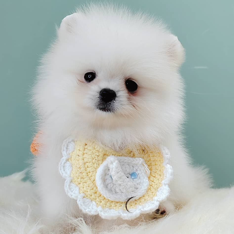 Pomeranian 博美