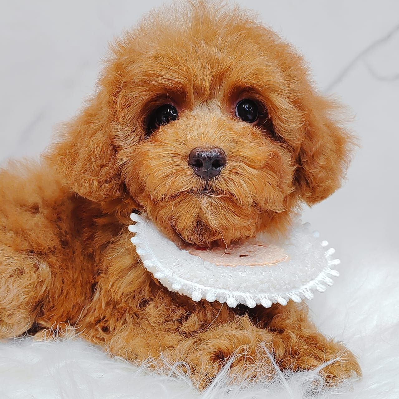 Poodle 娉拌开璐靛