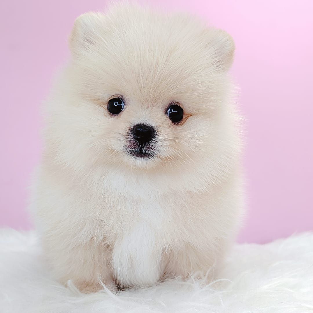Pomeranian 博美