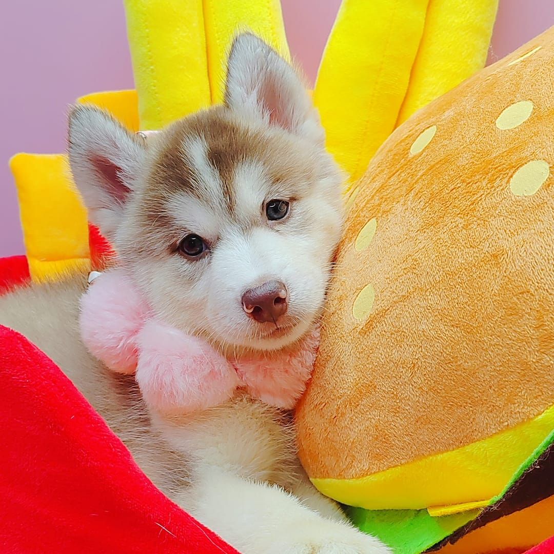 Wooly Husky 哈士奇