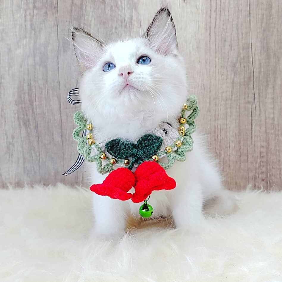 Ragdoll 布偶猫咪