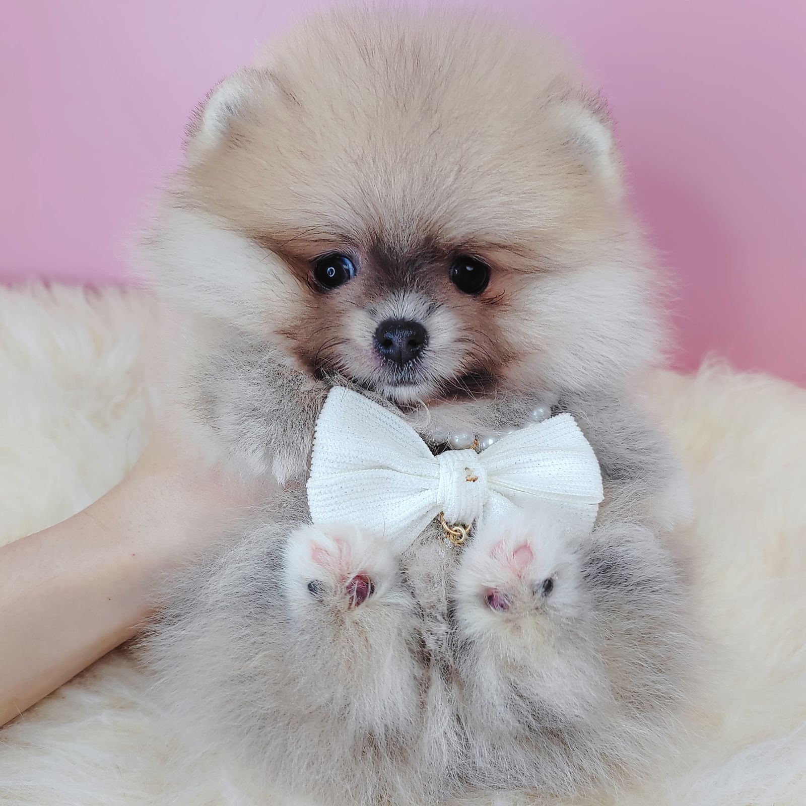 Pomeranian 博美