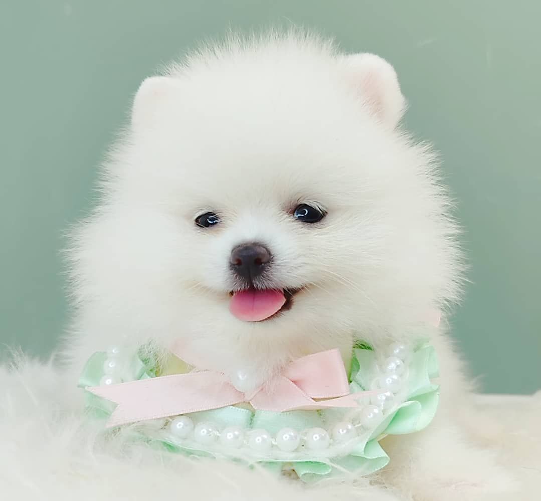 Pomeranian 博美