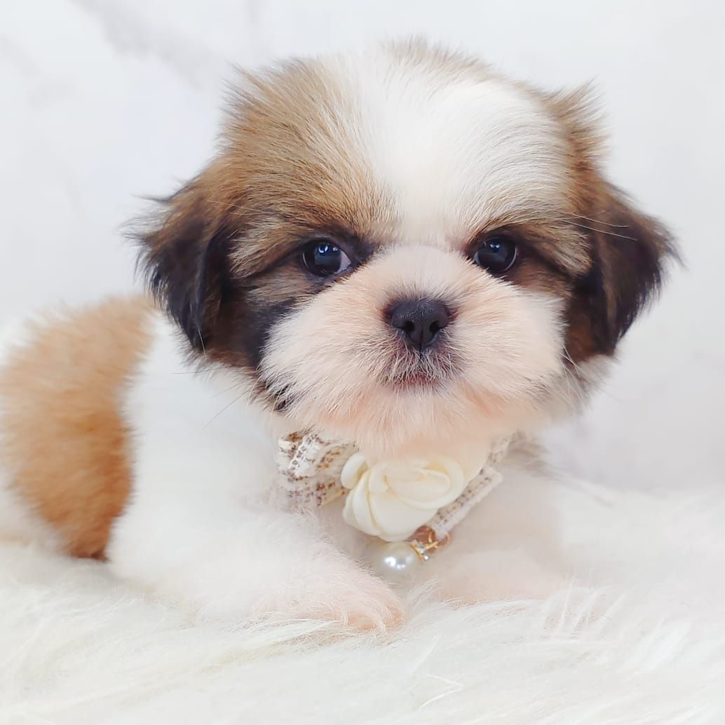 Shih Tzu 西施