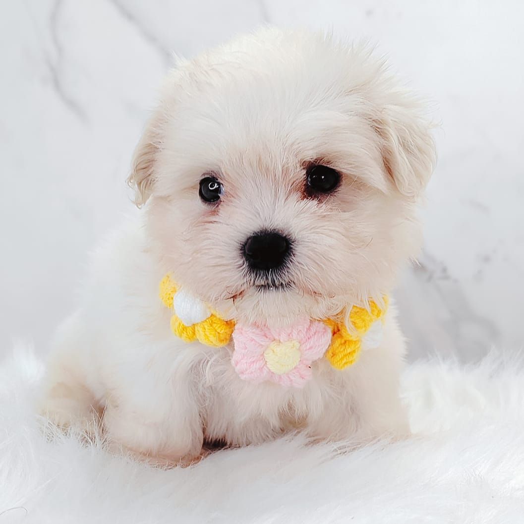 Maltese 马尔济斯