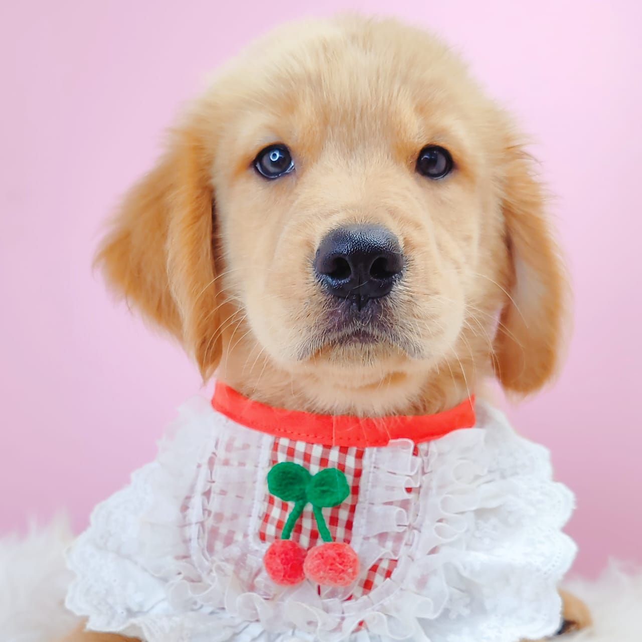 Golden Retriever 黄金猎犬