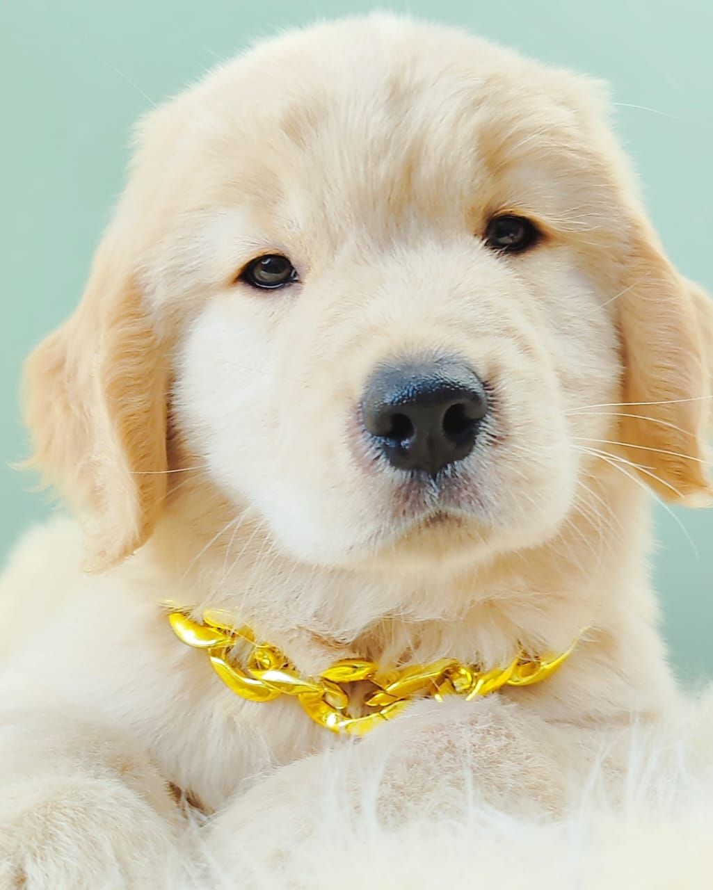 Golden Retriever 黄金猎犬