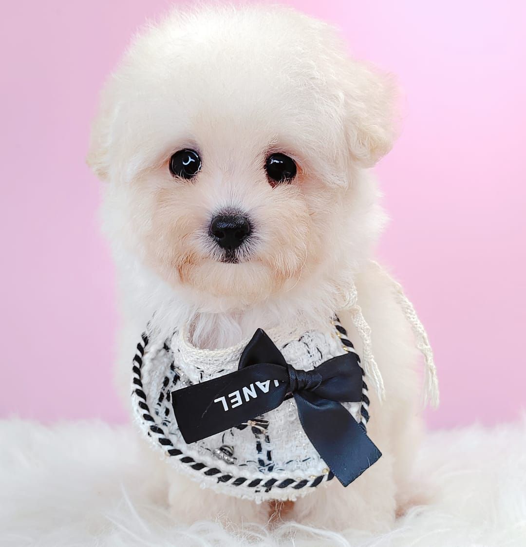 Bichonpoo 泰迪熊