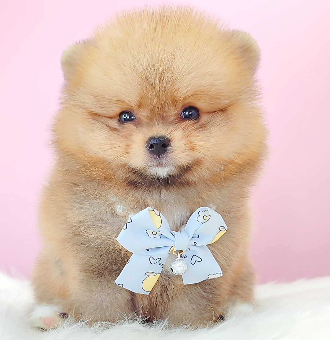 Pomeranian 博美