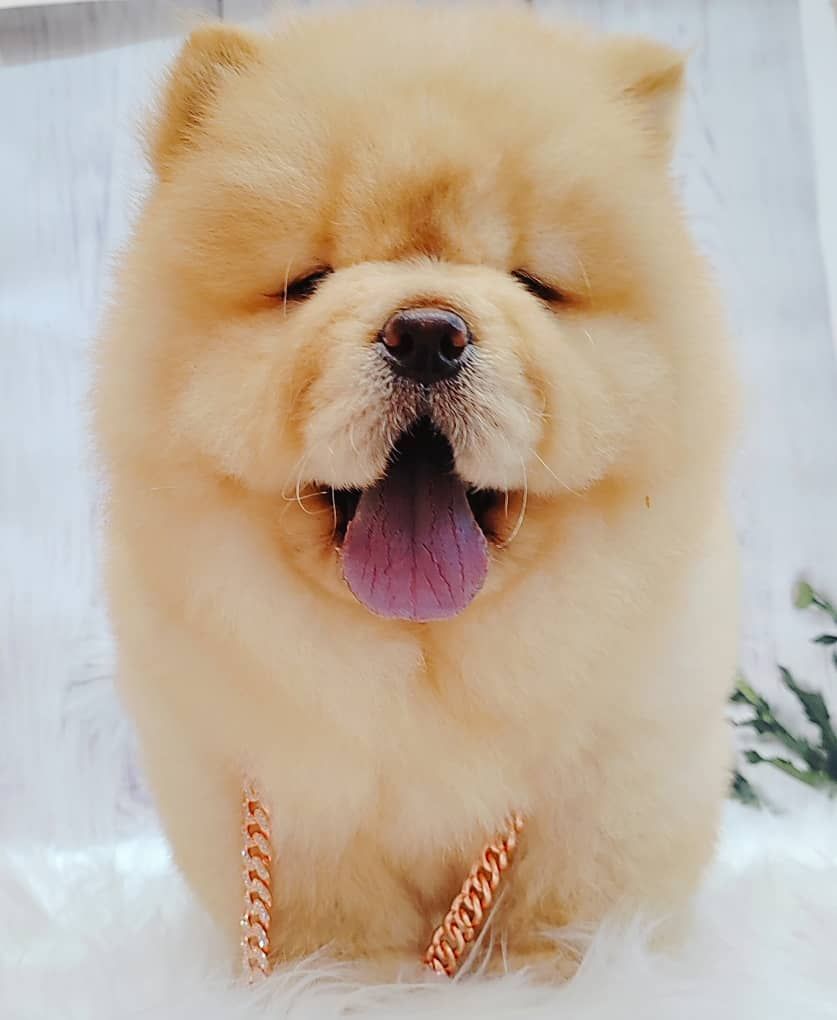 Chow Chow 松狮犬