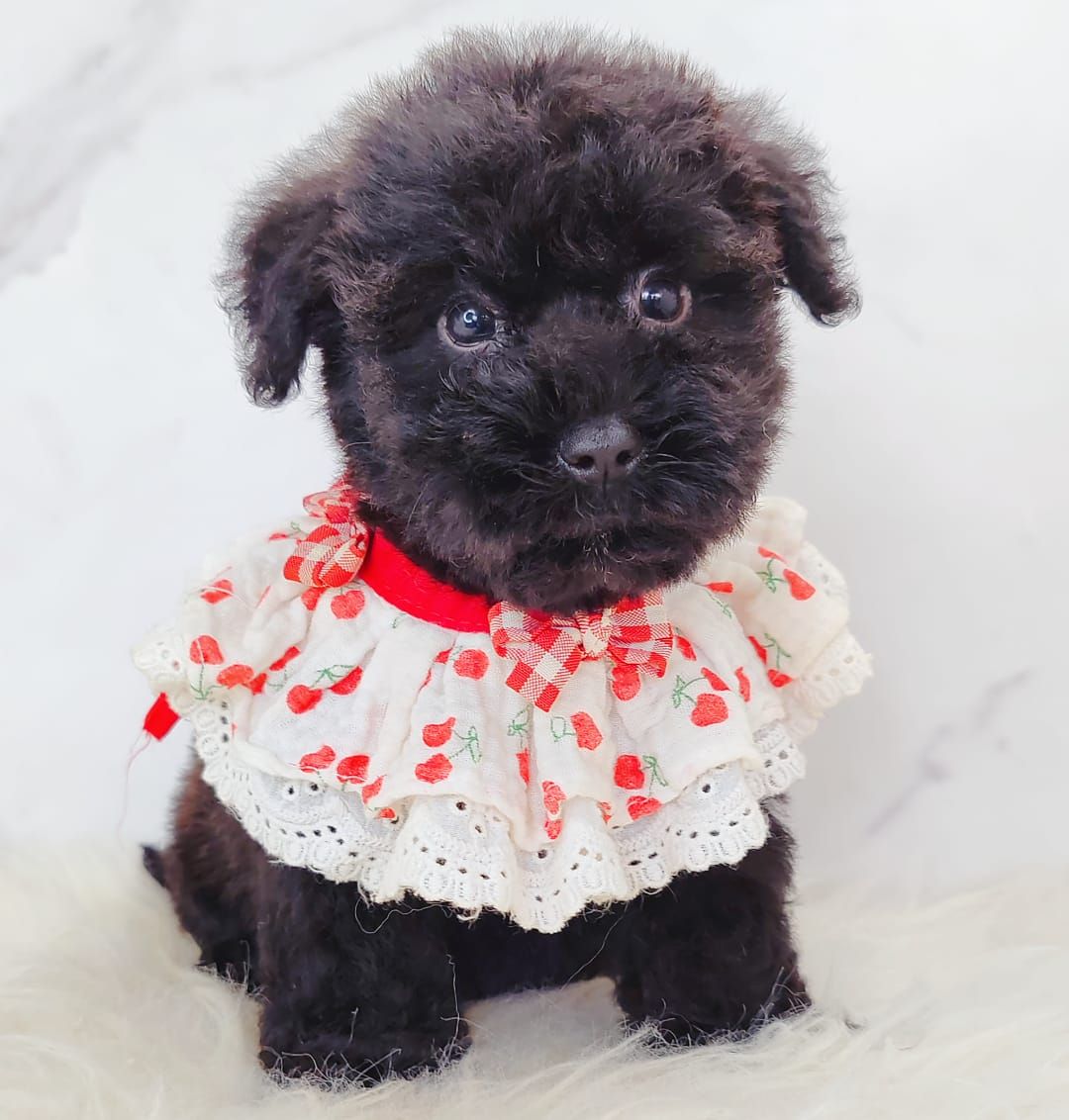 Poodle 娉拌开璐靛