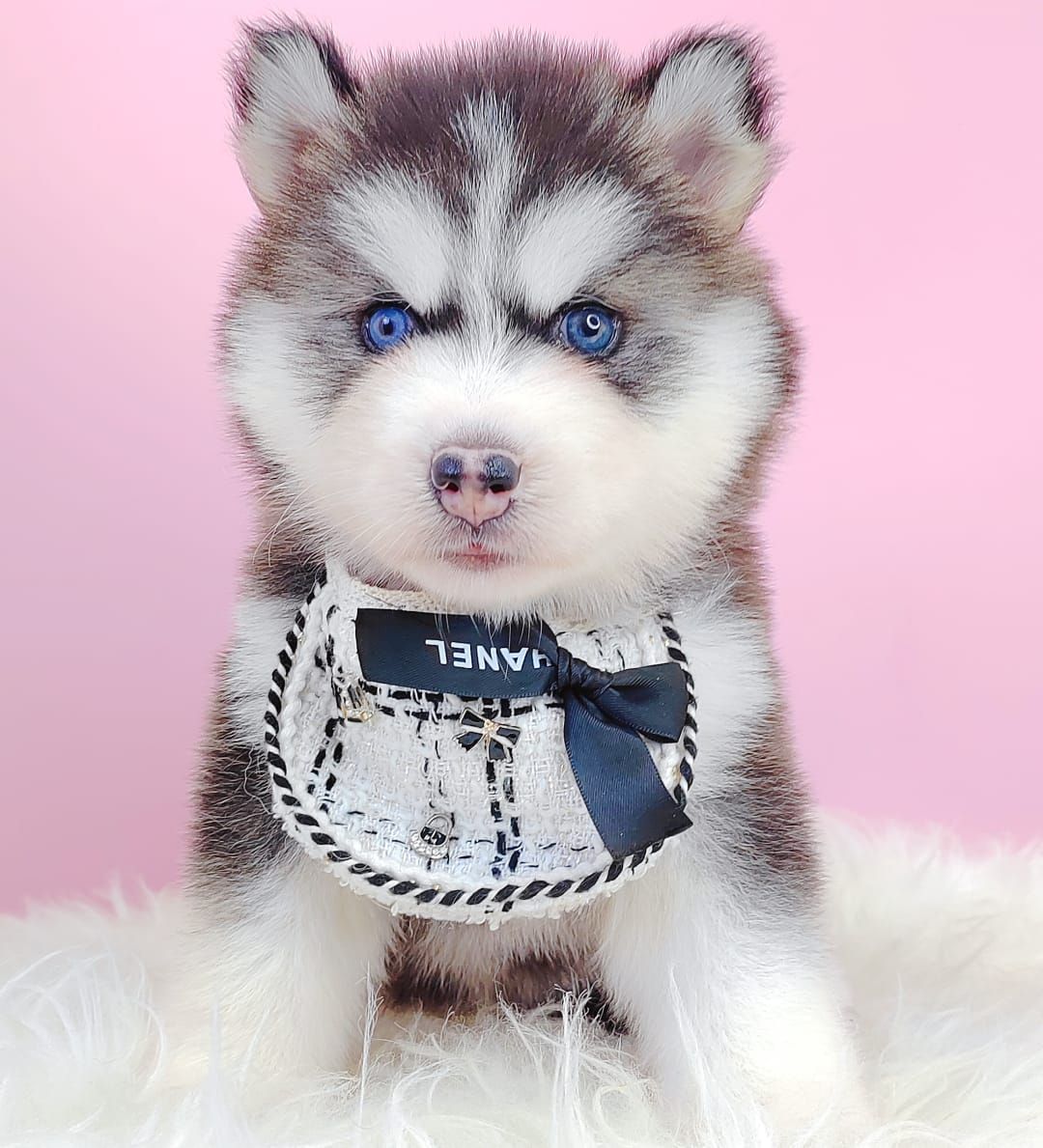 Wooly Alaskan 长毛哈士奇