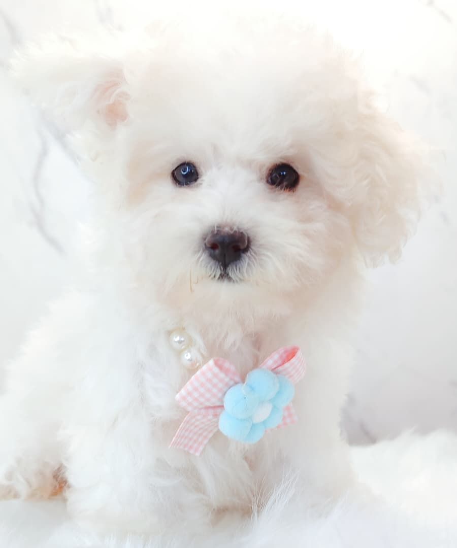 Poochon 泰迪熊