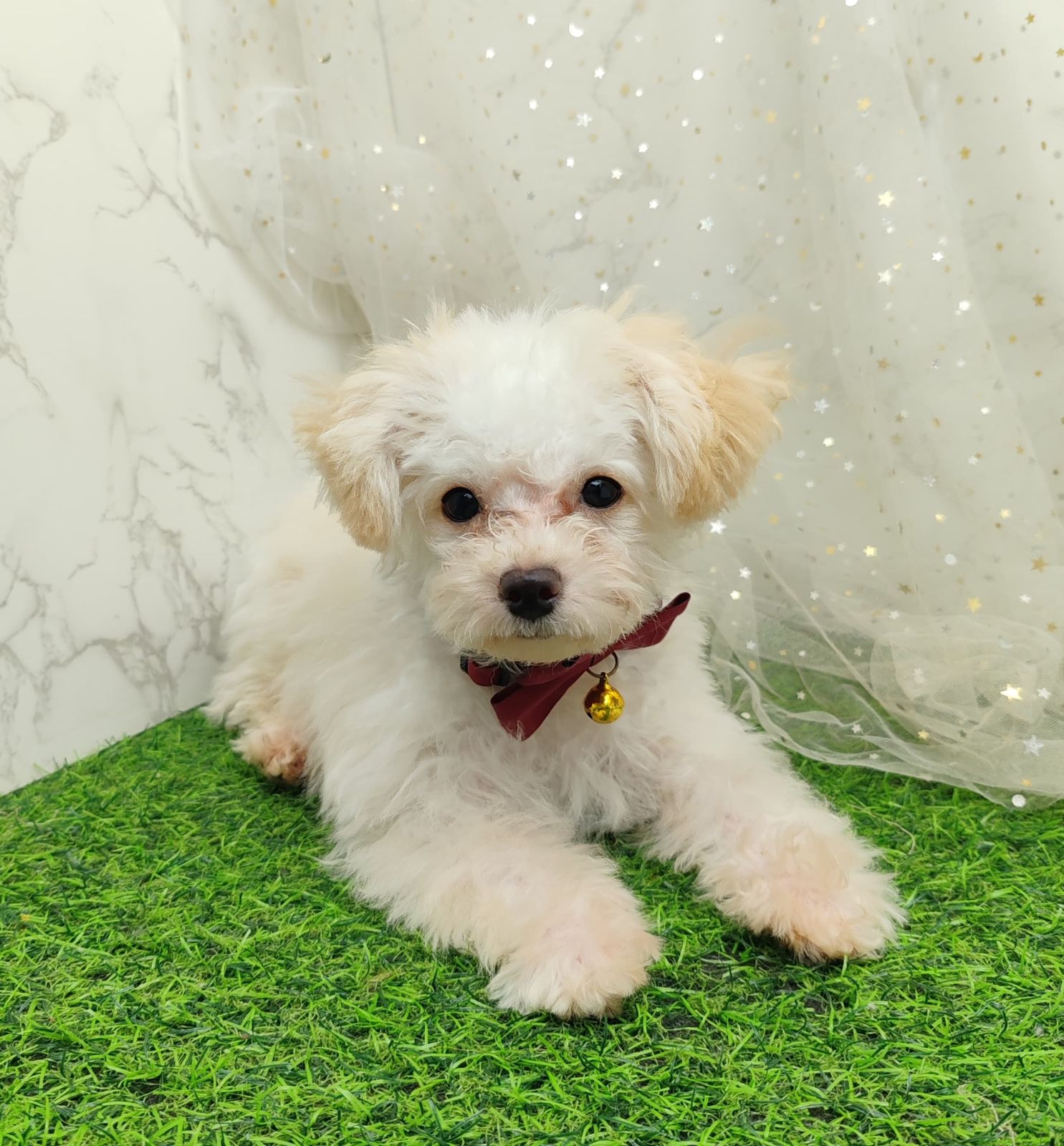 Poodle 娉拌开璐靛