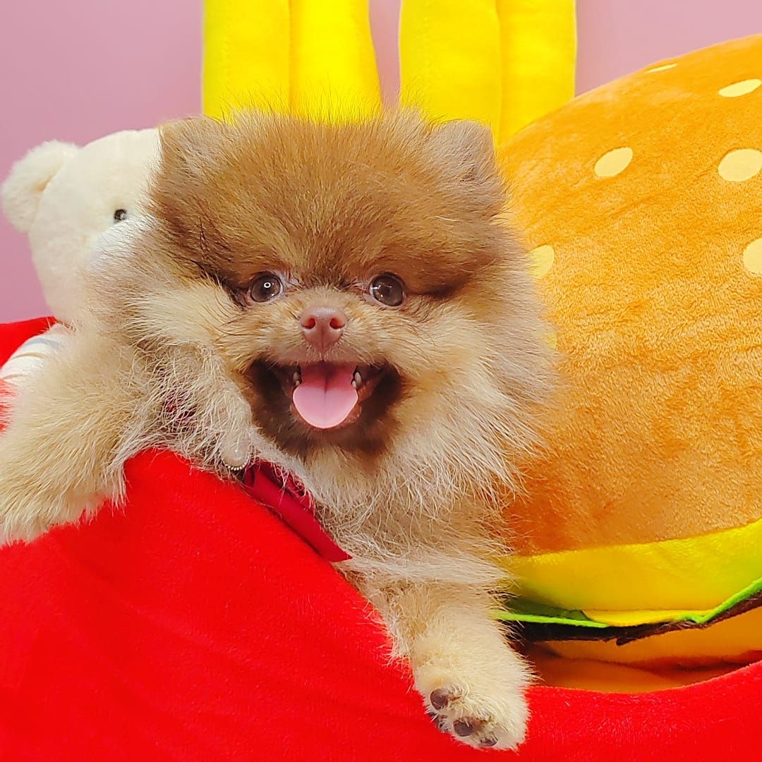 Pomeranian 博美