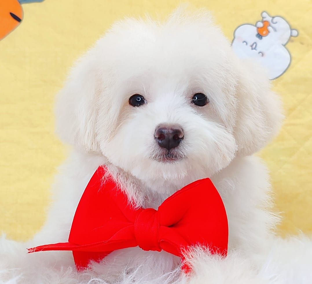Maltipoo 马尔泰迪