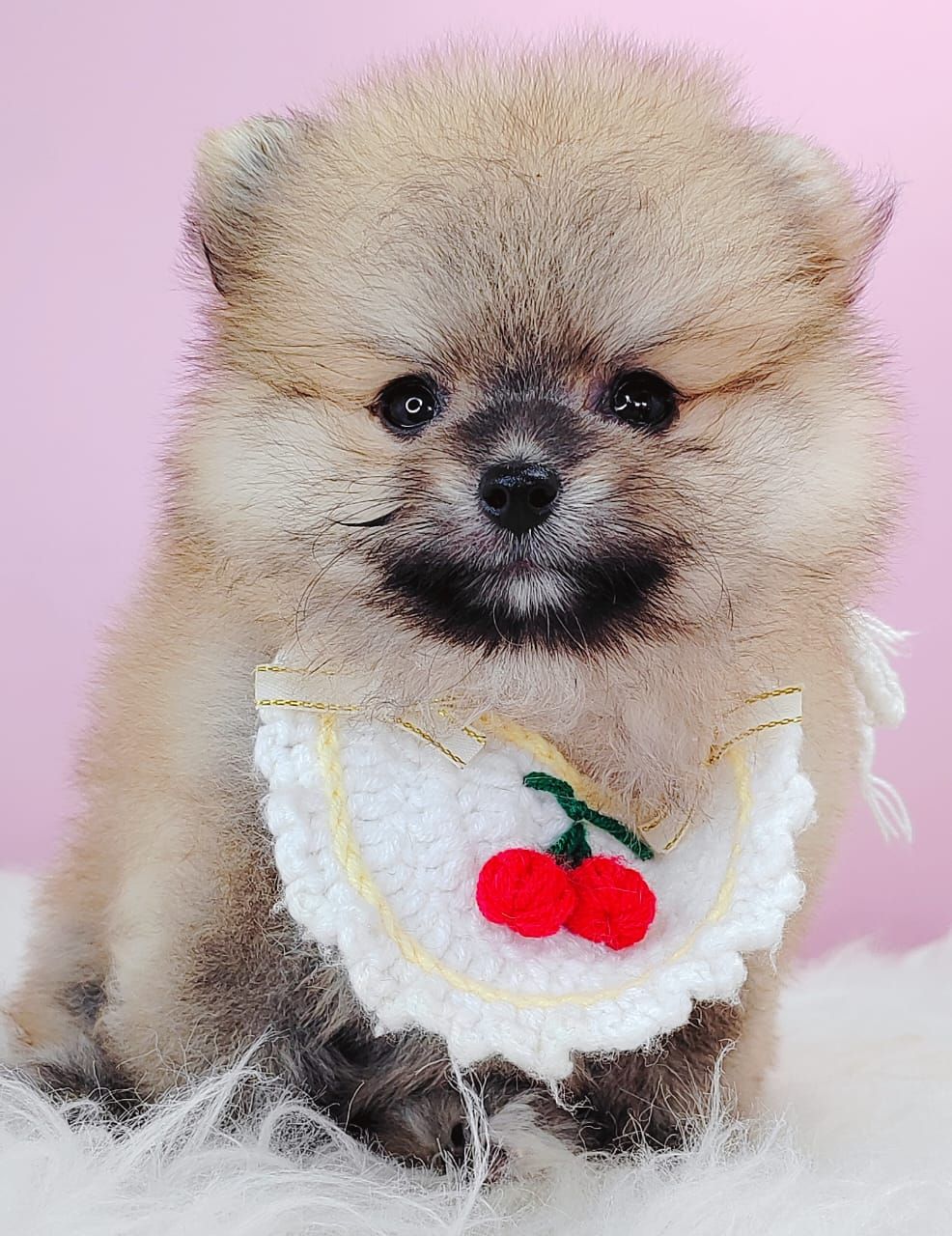 Pomeranian 博美