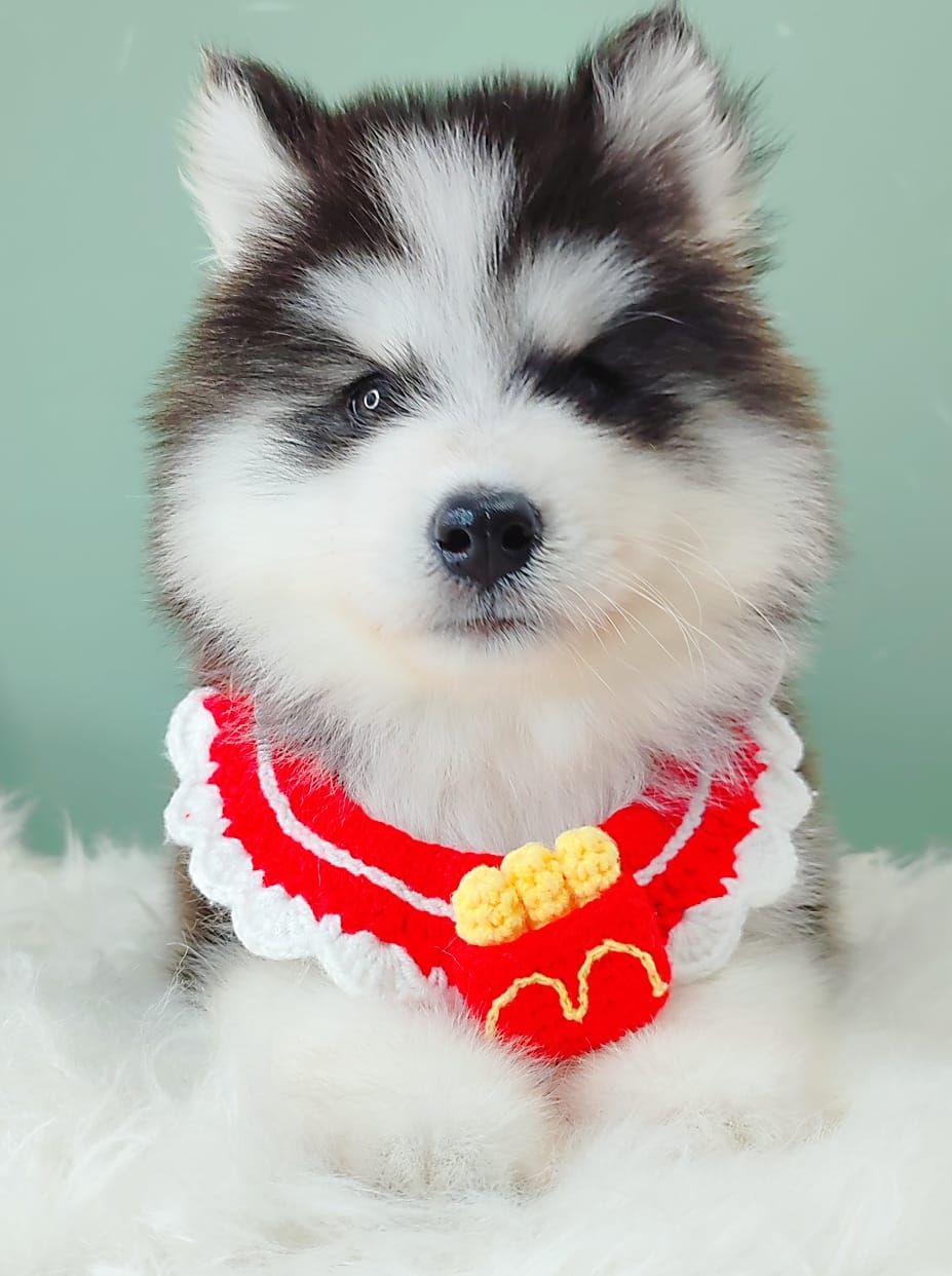 Wooly Husky 哈士奇