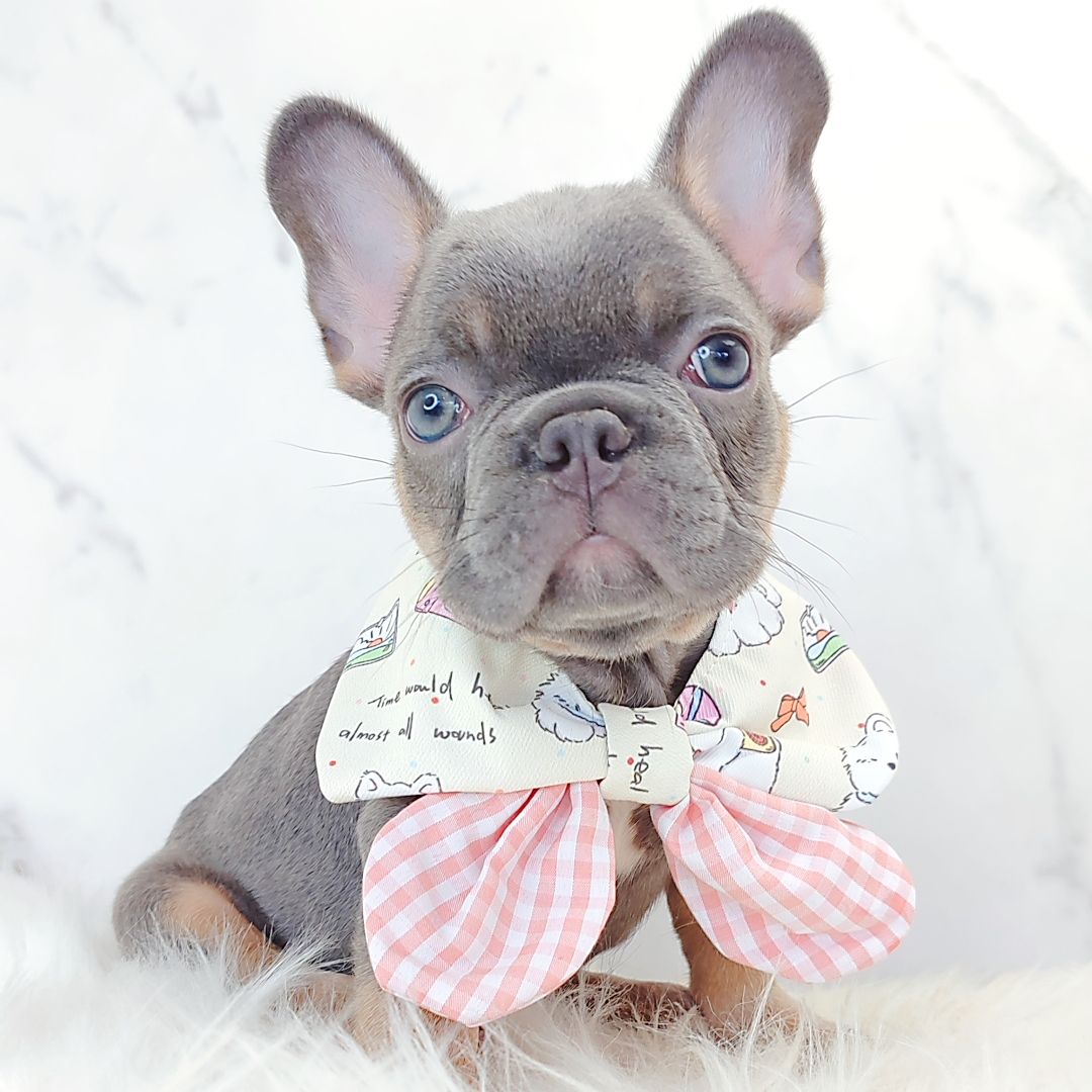 French Bulldog 法斗