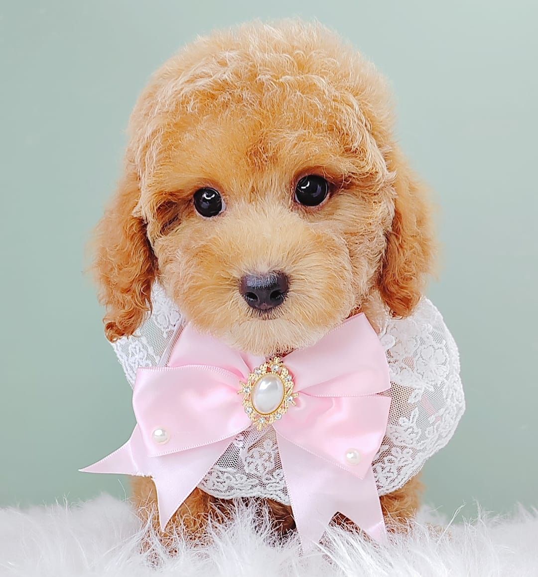 Poodle 娉拌开璐靛