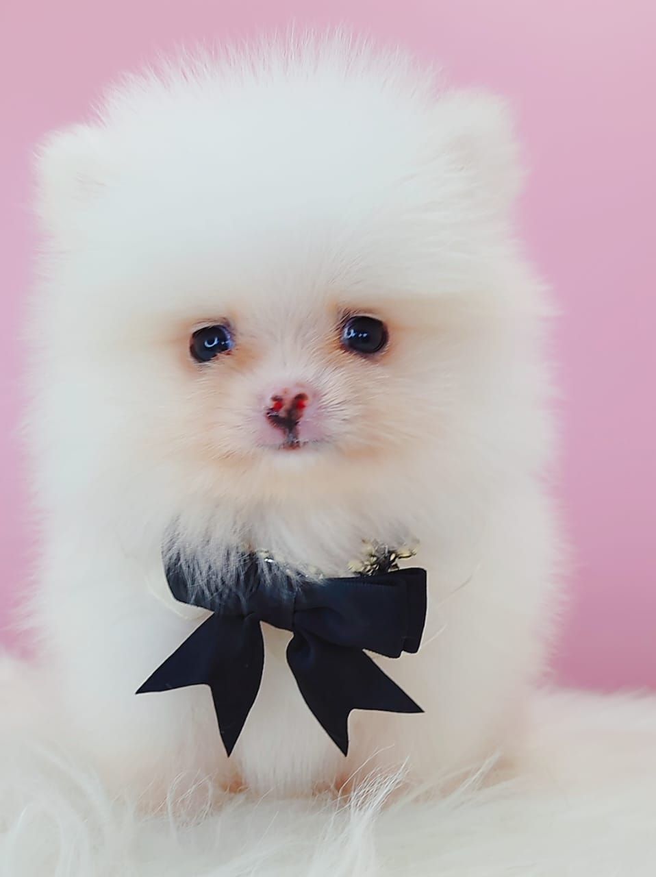 Pomeranian 博美