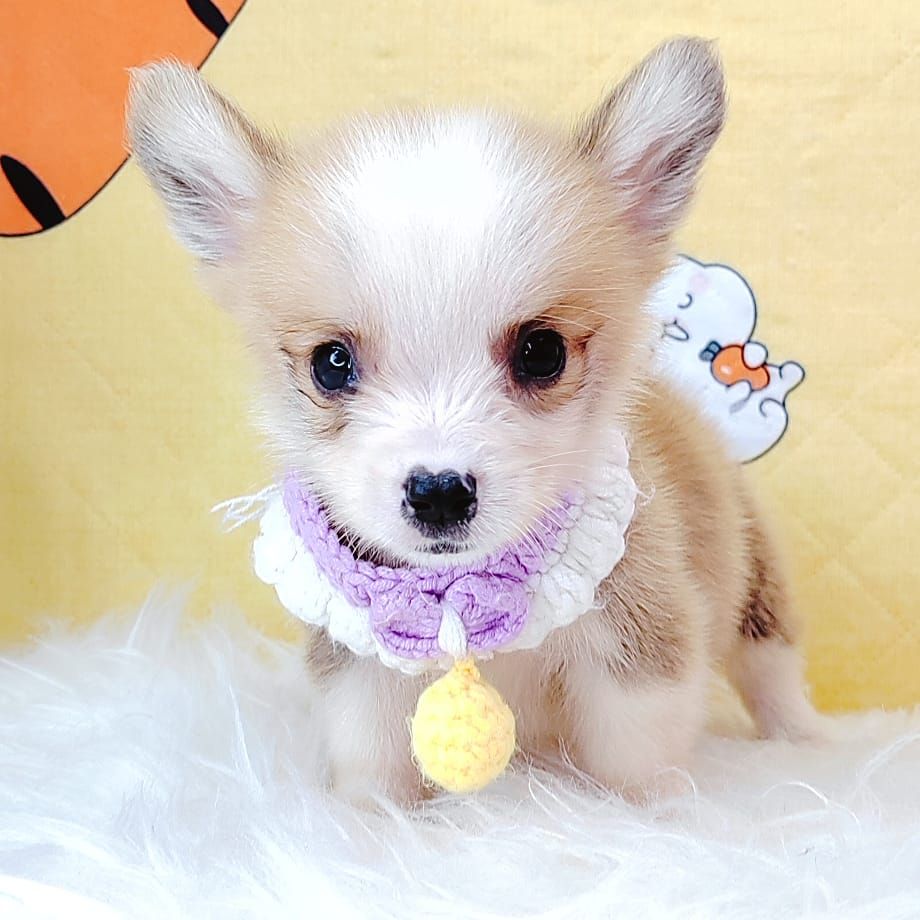 Corgi 柯基