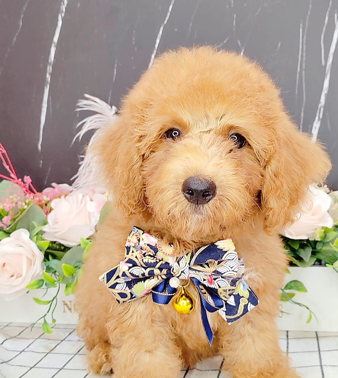 Poodle 娉拌开璐靛