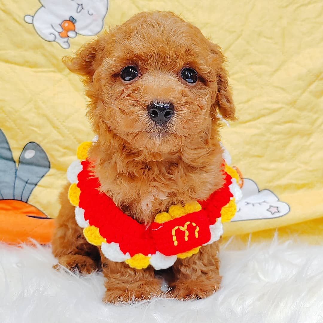 Poodle 璐靛娉拌开