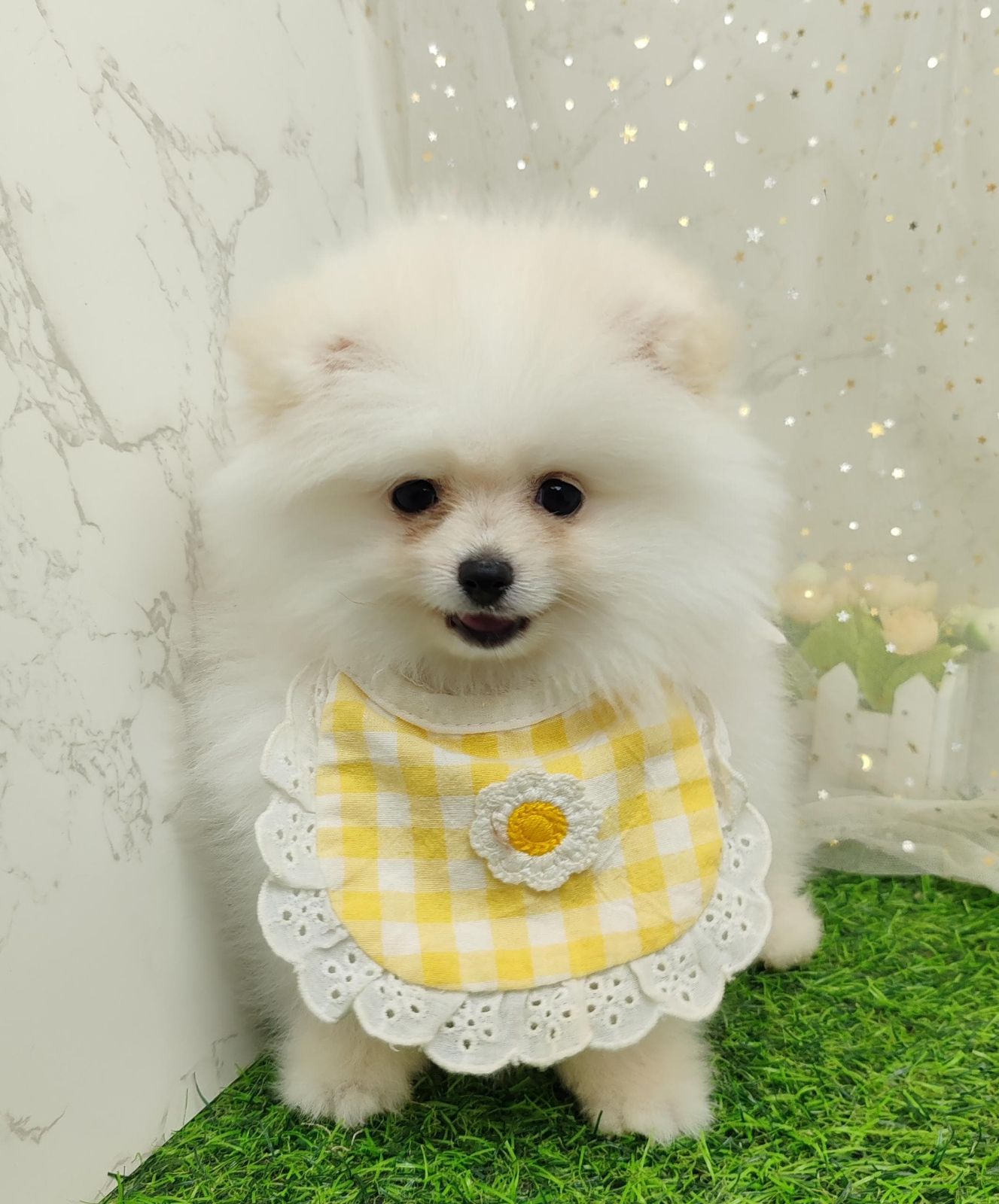 Pomeranian 博美