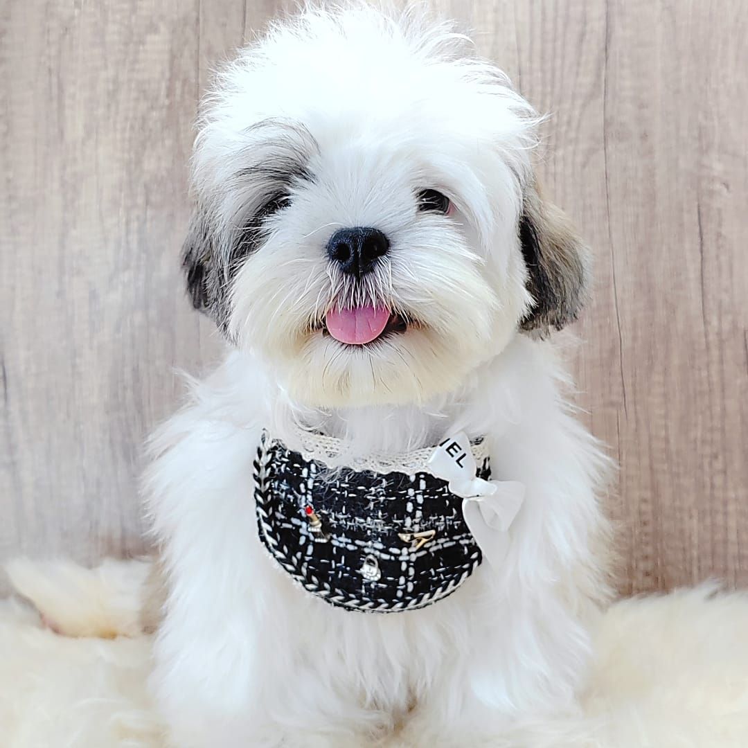 Shih Tzu 西施