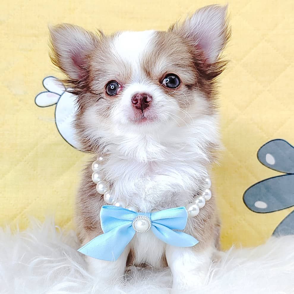 Chihuahua 吉娃娃
