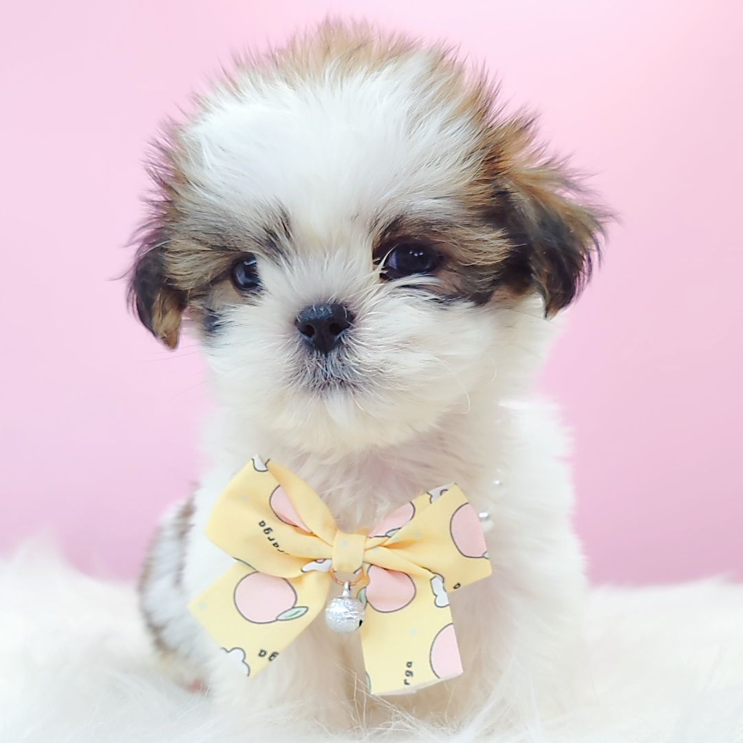 Shih Tzu 西施
