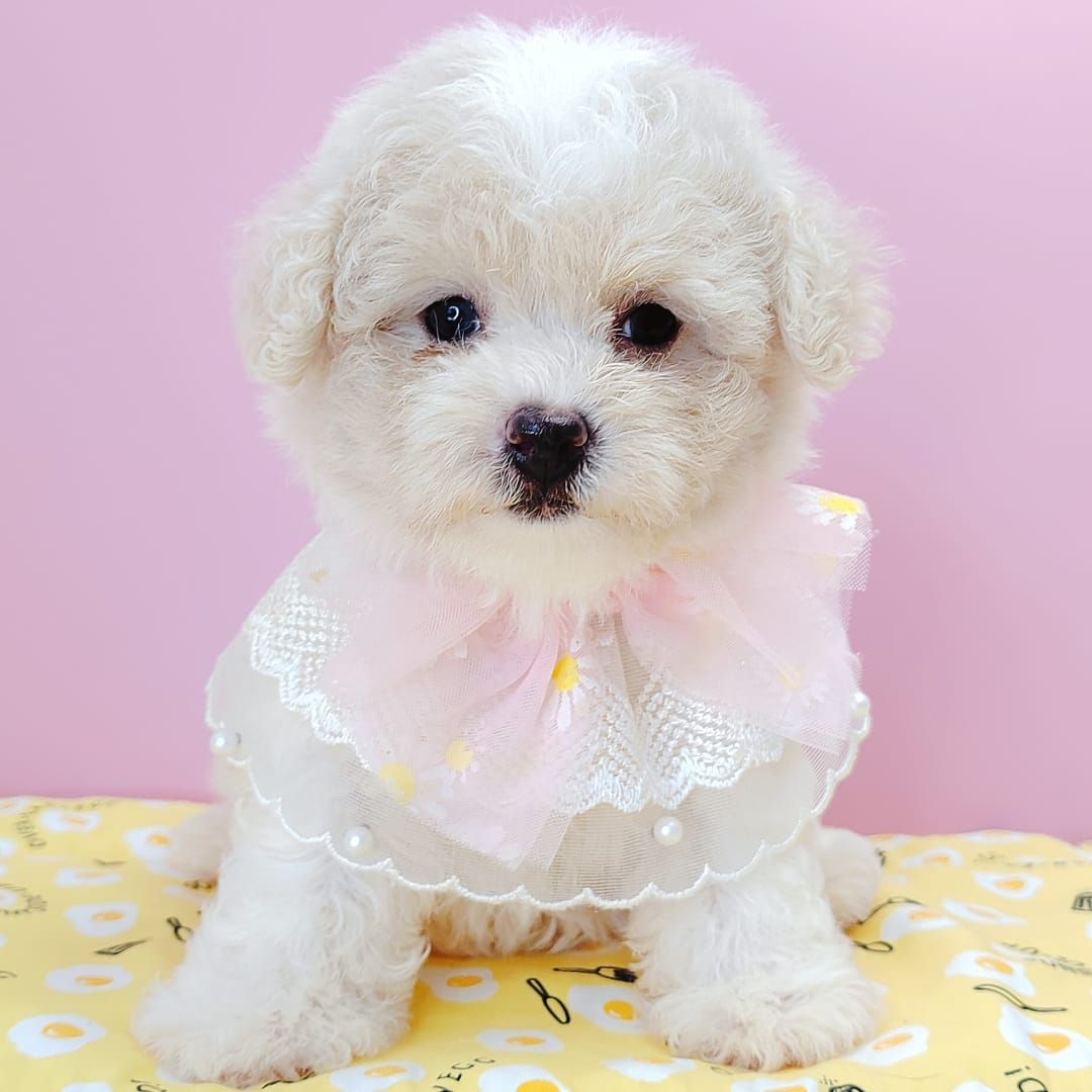 Poodle 娉拌开璐靛