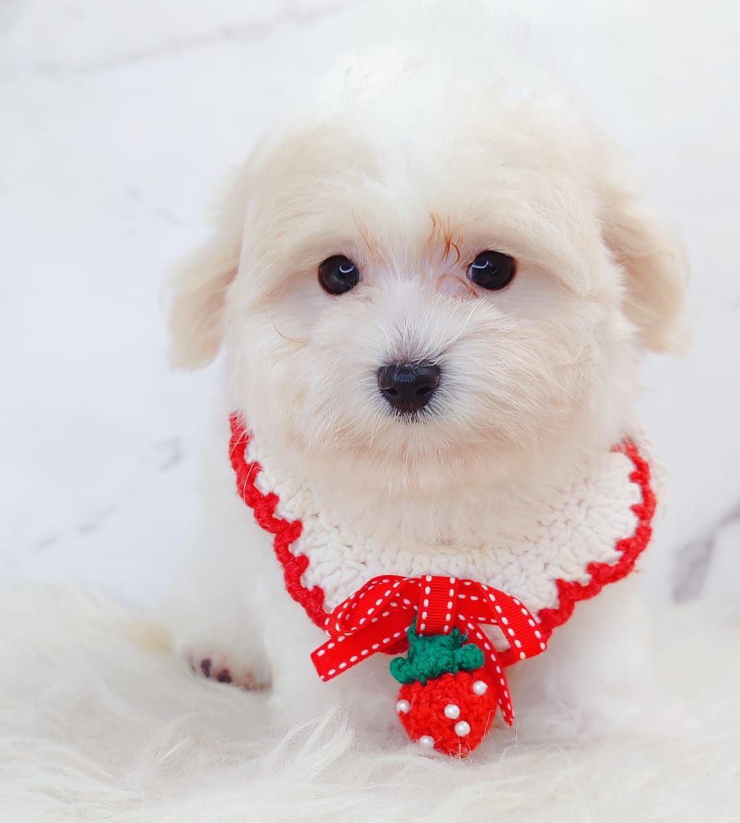 Maltipoo 马尔泰迪