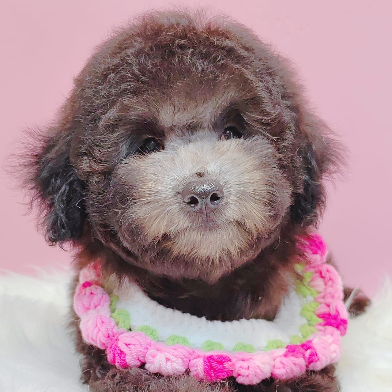Poodle 娉拌开璐靛