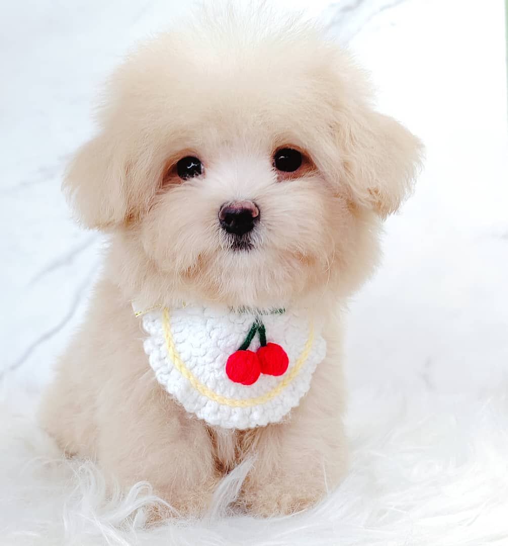 Maltipoo 马尔泰迪