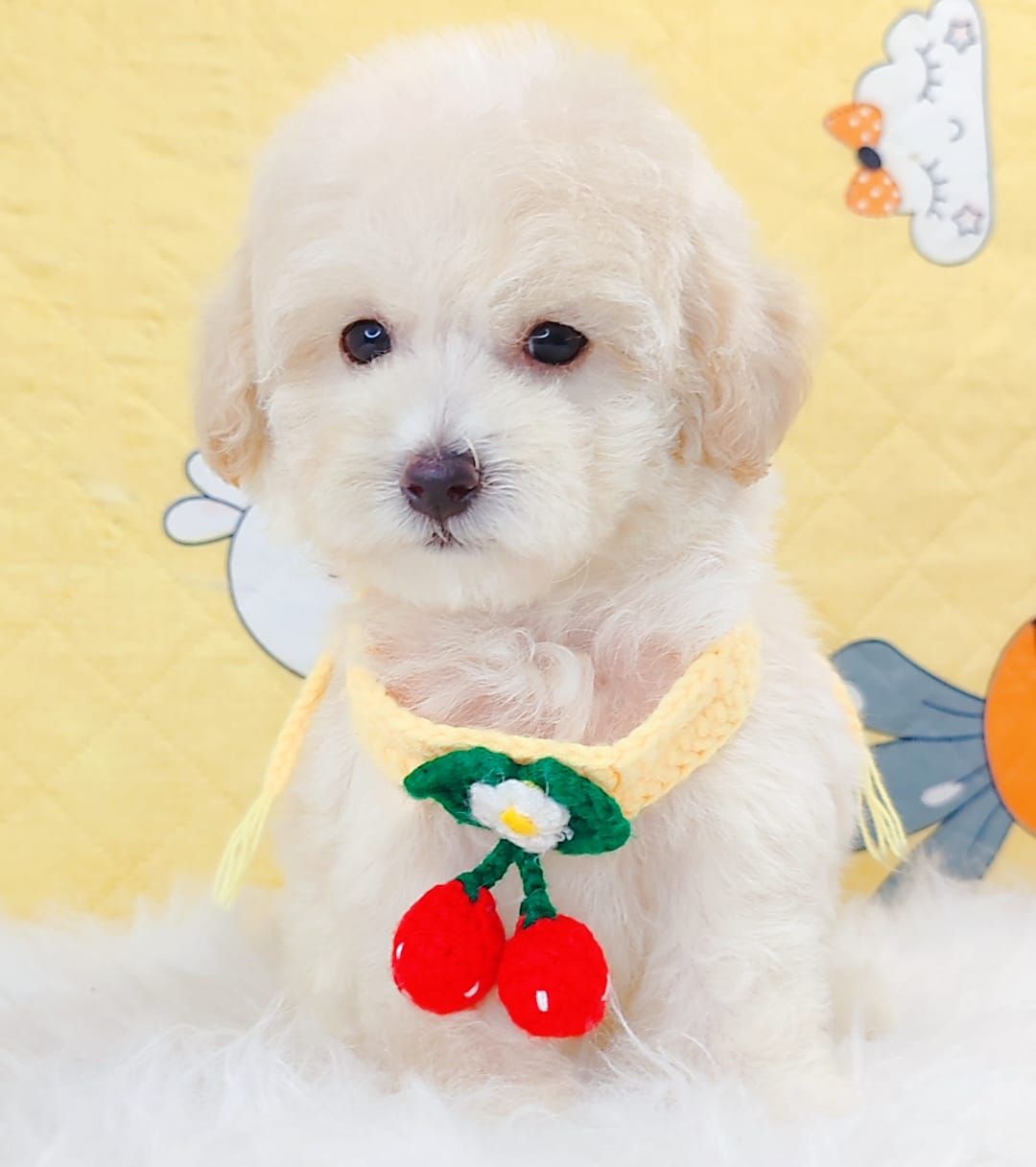 Maltipoo 马尔泰迪