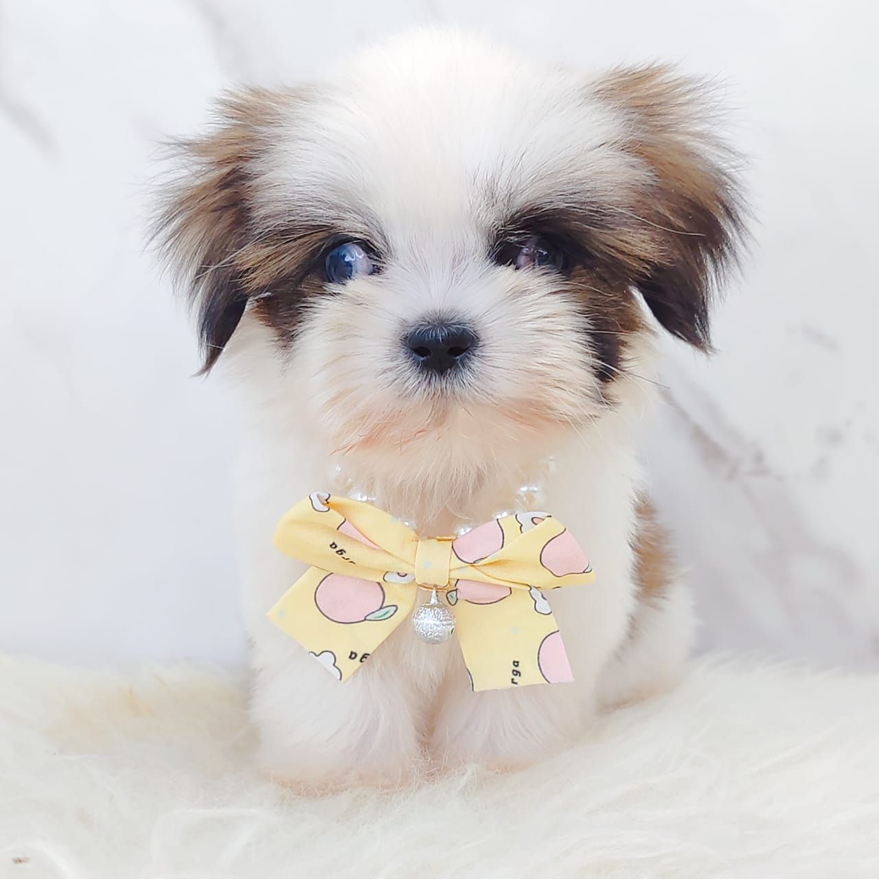 Shih Tzu 西施
