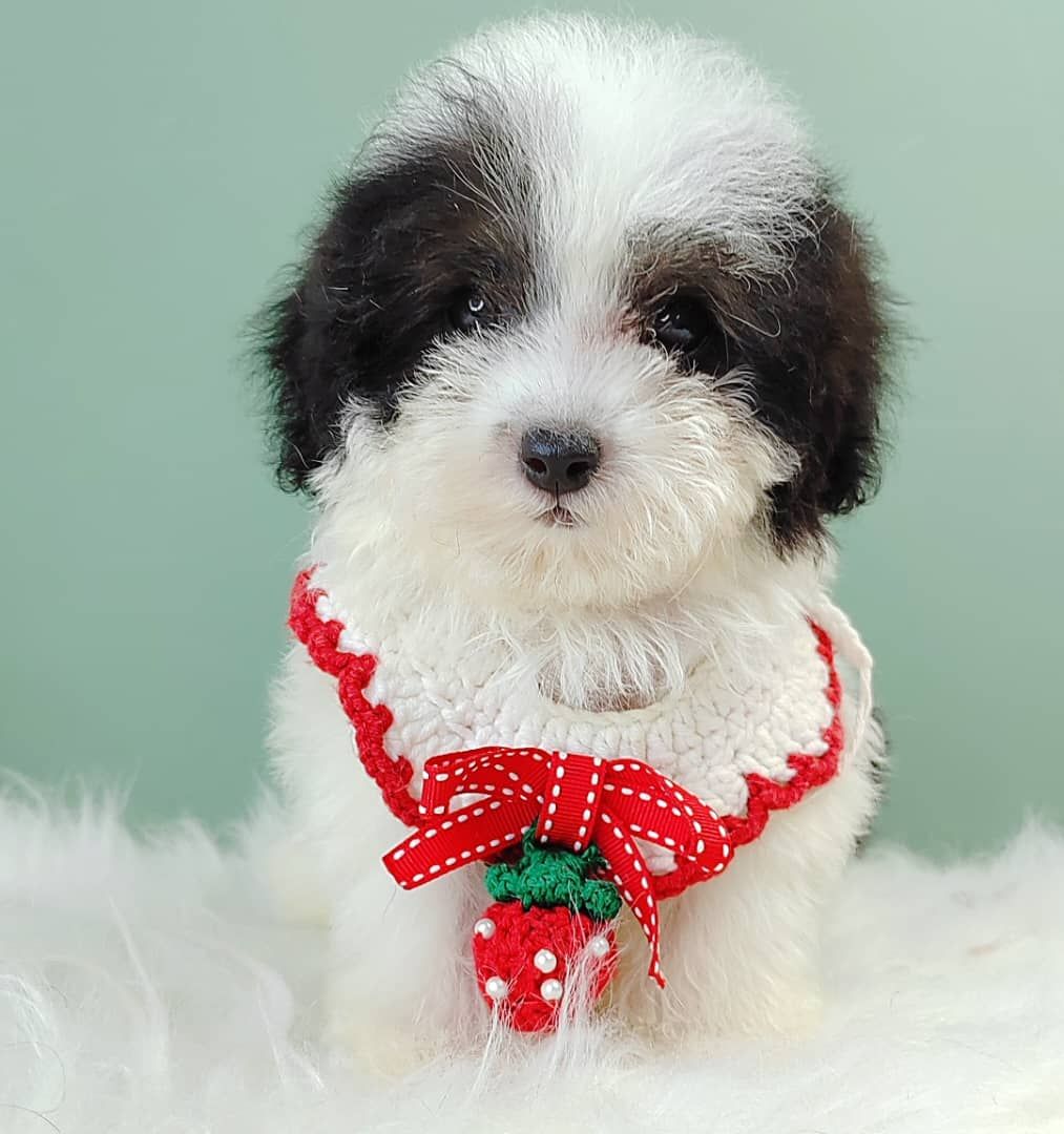 Poodle 璐靛娉拌开