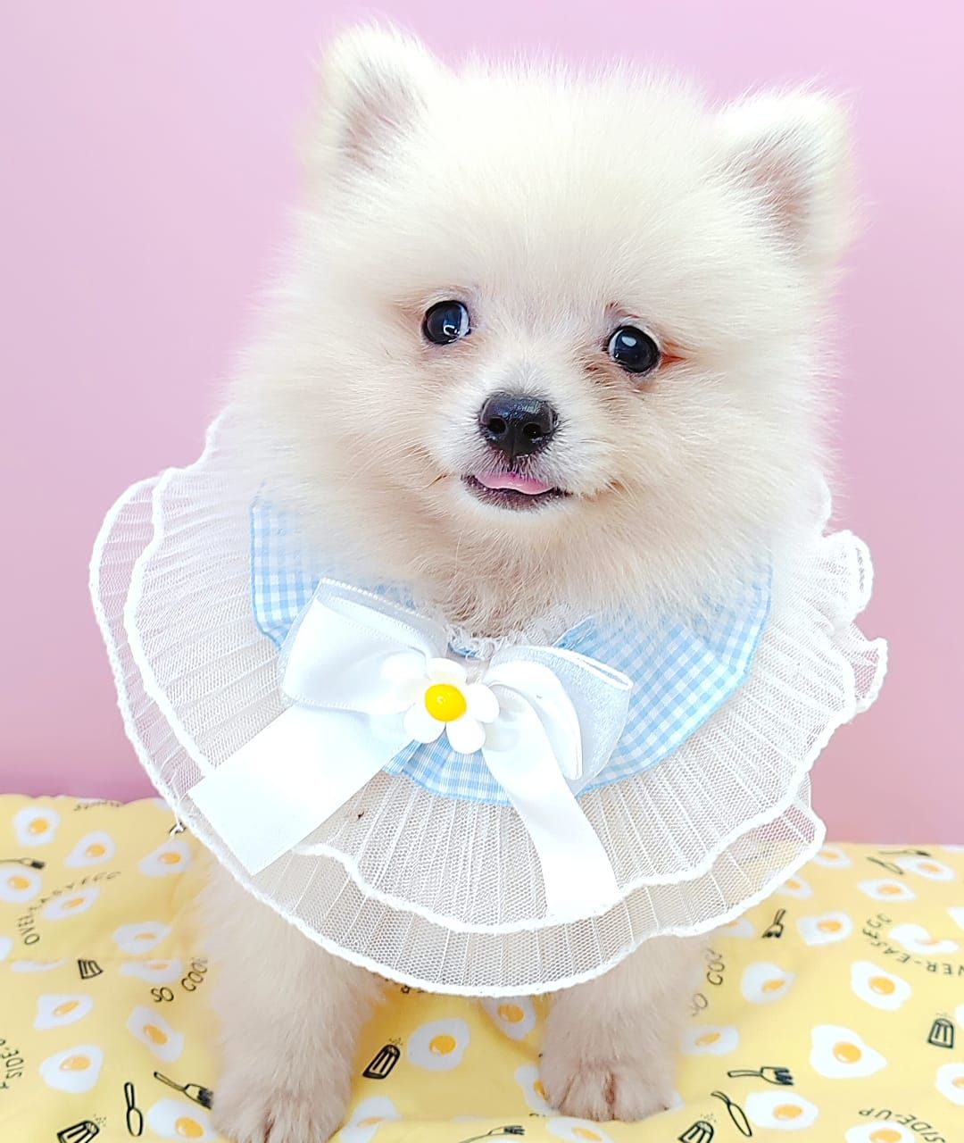 Pomeranian 博美