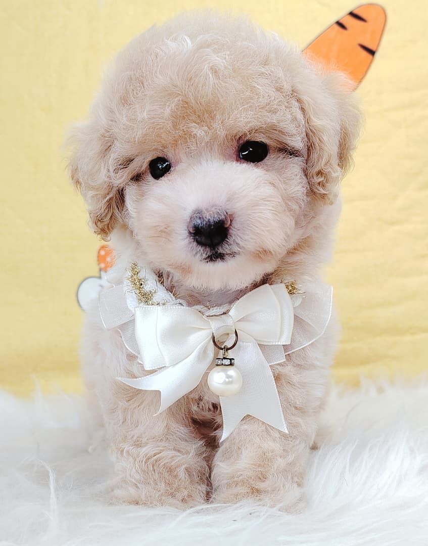 Maltipoo 马尔泰迪