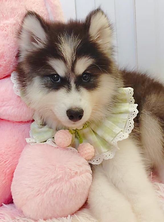 Wooly Husky 哈士奇