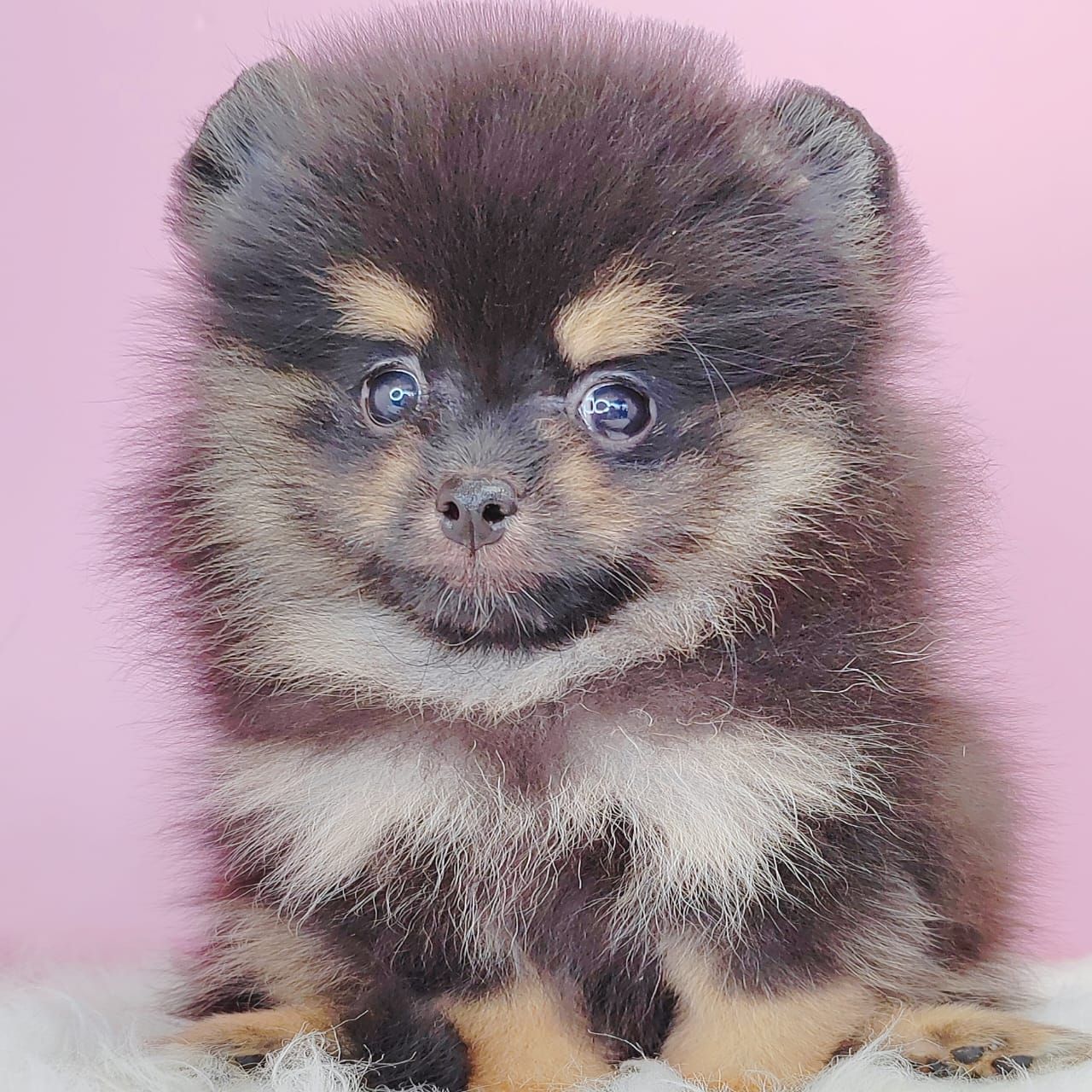 Pomeranian 博美