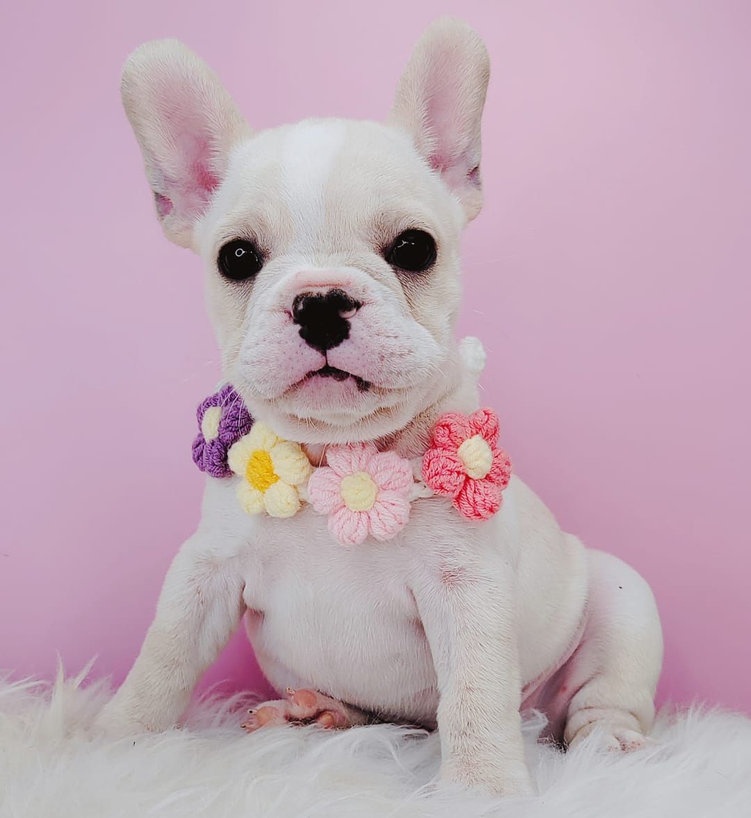 French Bulldog 法斗