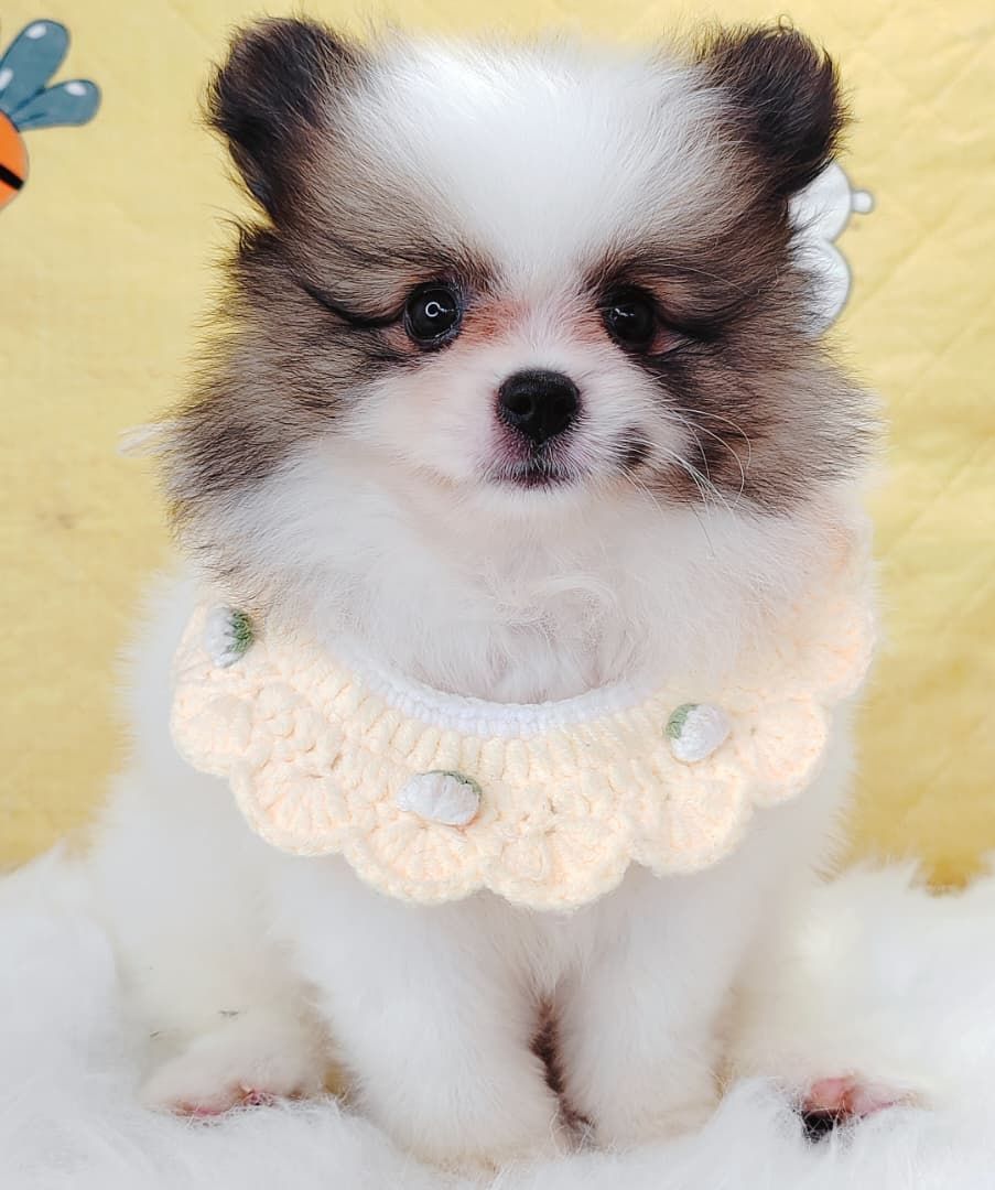 Pomeranian 博美
