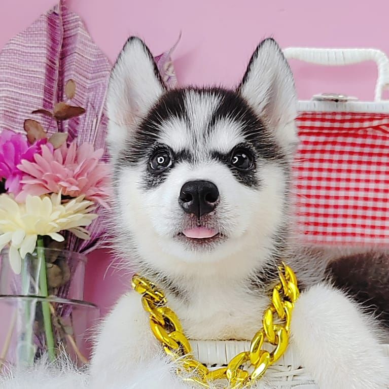 Alaskan Husky 阿拉斯加哈士奇
