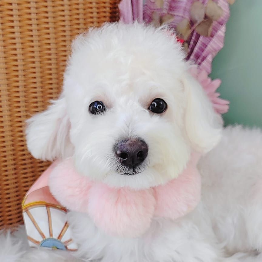 Maltipoo 马尔泰迪