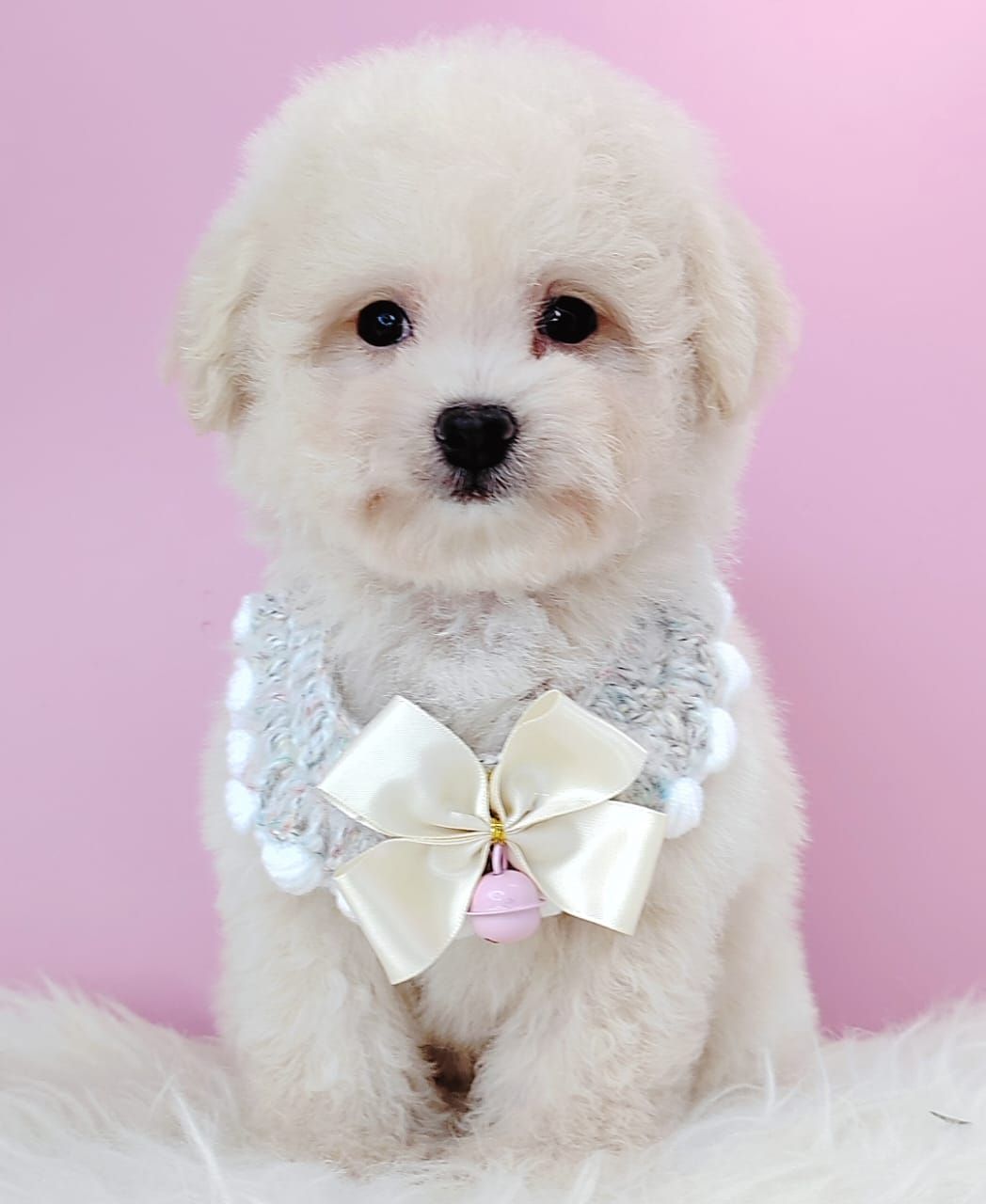 Poodle 娉拌开璐靛