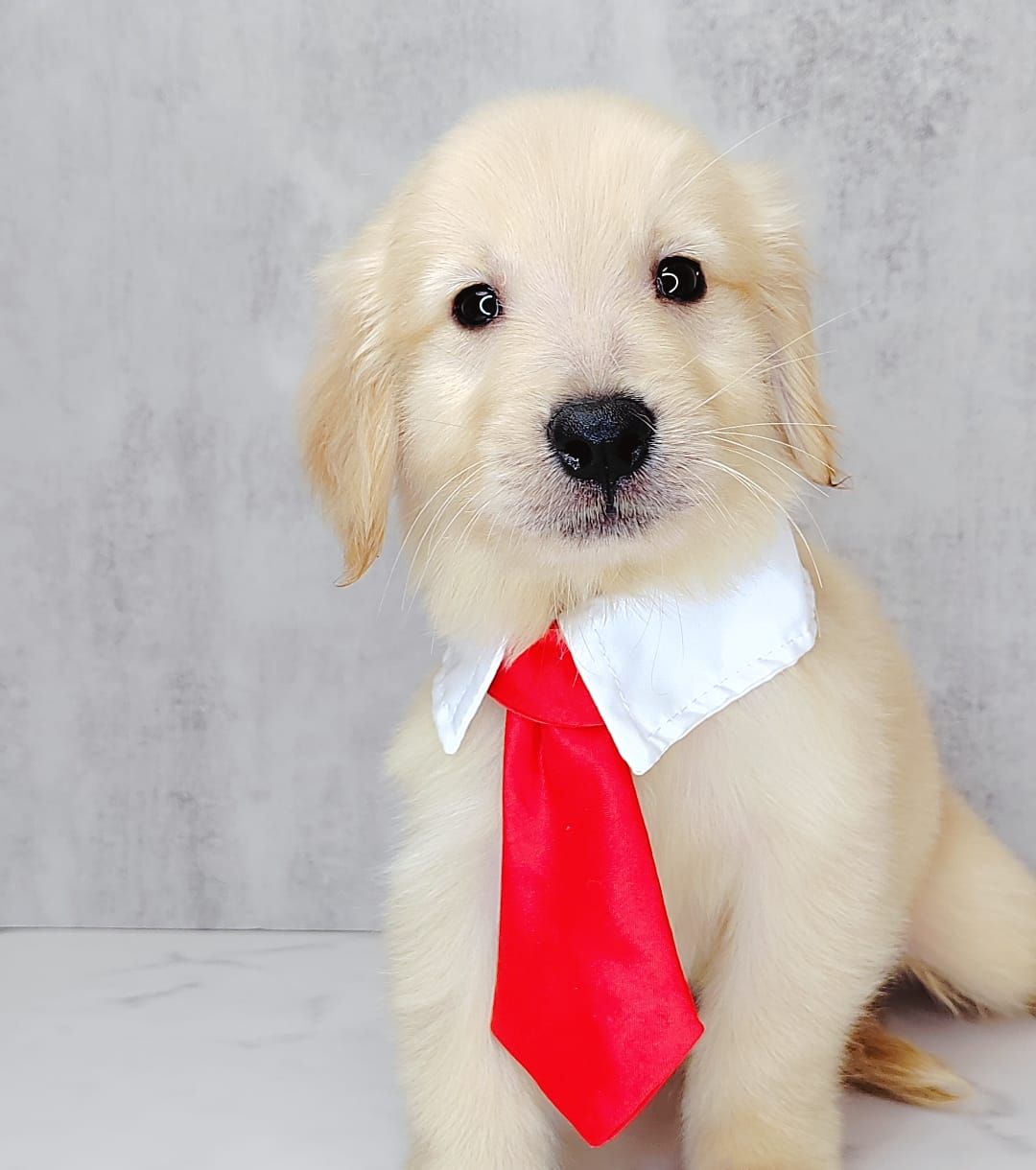 Golden Retriever 黄金猎犬